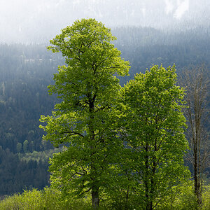 Bäume im Berchtesgadener Land