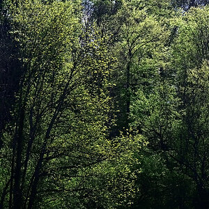 Wald.jpg