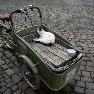 Schnarchkatze.jpg