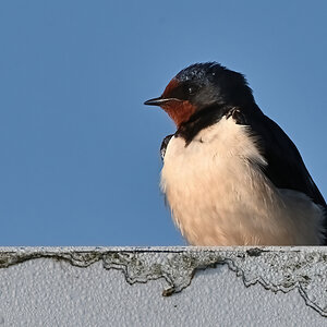 PH8_8317-D_NF.JPG