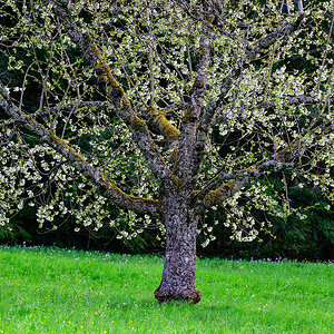 Baum.jpg