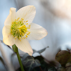 Frühlingsblumen-002.jpg
