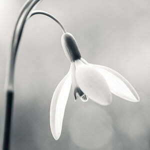 Frühlingsblumen-003.jpg