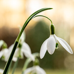 Frühlingsblumen-004.jpg