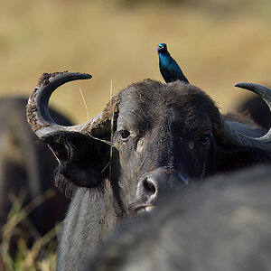 _5RG9217_20180728_082122_4539Masai Mara 2018_7247Masai Mara 2018.jpg