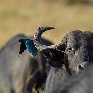 _5RG9219_20180728_082124_4541Masai Mara 2018_7249Masai Mara 2018.jpg
