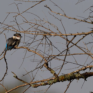 _5RG9223_20180728_083142_4542Masai Mara 2018_7250Masai Mara 2018.jpg