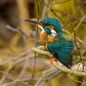 NZ9_0988_Eisidame_IA_800mm_3_2024.jpg