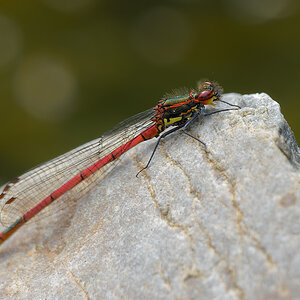 N5029354nikon.jpg