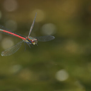 N5029366nikon.jpg