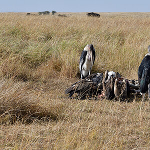 _R057015_20180728_085355_4411Masai Mara 2018_7367Masai Mara 2018.jpg