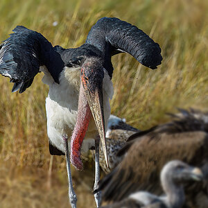 _5RG9266_20180728_085509_4546Masai Mara 2018_7254Masai Mara 2018.jpg