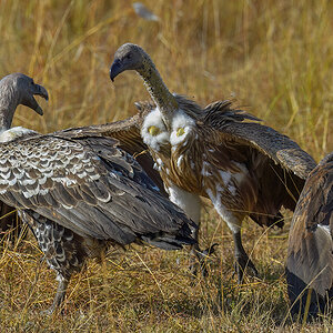 _5RG9305_20180728_085546_4548Masai Mara 2018_7256Masai Mara 2018.jpg