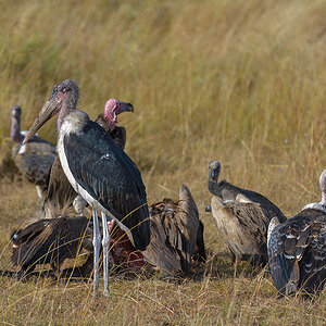 _85R4944_20180728_085711_4365Masai Mara 2018_7321Masai Mara 2018.jpg