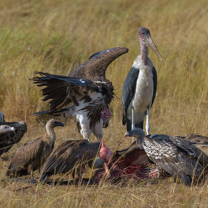 _85R5016_20180728_085841_4367Masai Mara 2018_7323Masai Mara 2018.jpg