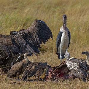 _85R5028_20180728_085844_4368Masai Mara 2018_7324Masai Mara 2018.jpg