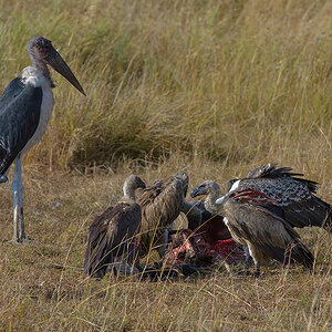_85R5093_20180728_090119_4372Masai Mara 2018_7328Masai Mara 2018.jpg