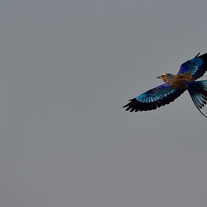 _5RG9360_20180728_090516_4556Masai Mara 2018_7264Masai Mara 2018.jpg