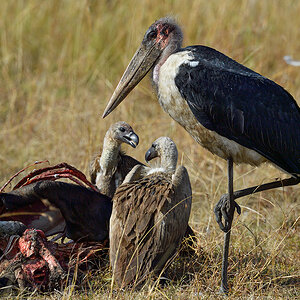 _5RG9453_20180728_091040_4559Masai Mara 2018_7267Masai Mara 2018.jpg