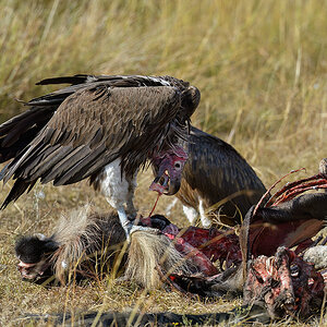 _5RG9529_20180728_091405_4567Masai Mara 2018_7275Masai Mara 2018.jpg