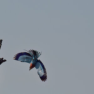 _5RG9576_20180728_091446_4569Masai Mara 2018_7277Masai Mara 2018.jpg