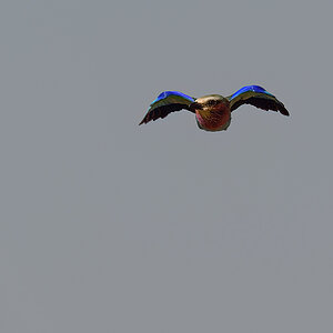 _5RG9601_20180728_091456_4571Masai Mara 2018_7279Masai Mara 2018.jpg