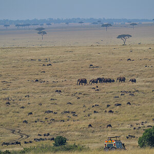 _5RG9772_20180728_093249_4580Masai Mara 2018_7288Masai Mara 2018.jpg
