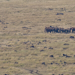 _R057031_20180728_093355_4412Masai Mara 2018_7368Masai Mara 2018.jpg