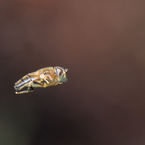 N5099887nikon.jpg