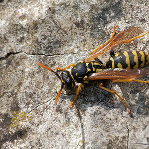 N5099910nikon.jpg