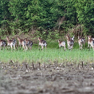 DSC_7803.jpg
