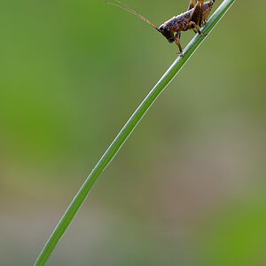 N5110577nikon.jpg