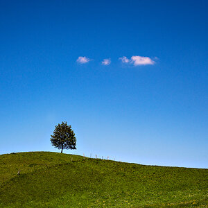Baum.jpg