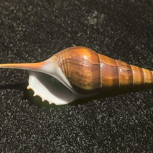 Nouruz75-114.jpg