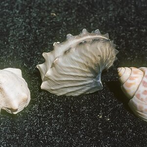 Nouruz75-128.jpg