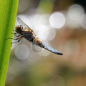 N5140807nikon.jpg