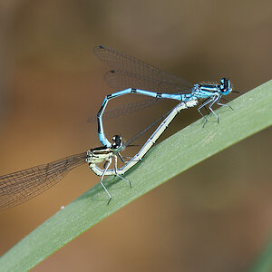 N5130741nikon.jpg