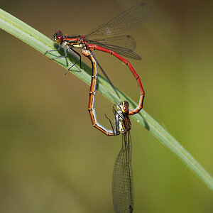 N5130755nikon.jpg