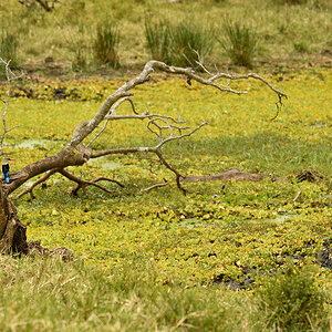 _R058044_20180729_130706_4850Masai Mara 2018_7771Masai Mara 2018.jpg