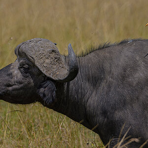 _85R7425_20180729_131636_4683Masai Mara 2018_7604Masai Mara 2018.jpg