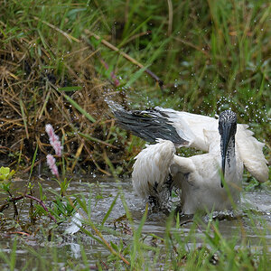 _85R7670_20180729_132310_4695Masai Mara 2018_7616Masai Mara 2018.jpg