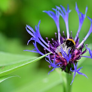 100-400_Hummel.jpg