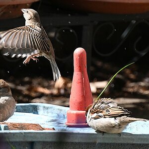 100-400_TC2_3x Spatz am Wasser.jpg