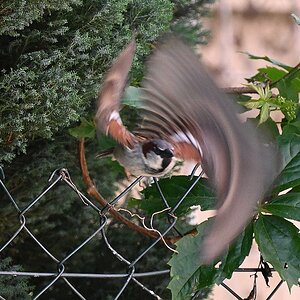 100-400_TC2_Spatz - Rolling Shutter.jpg