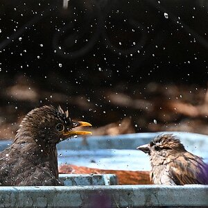 100-400_TC2_Spatz und Amsel am Wasser.jpg