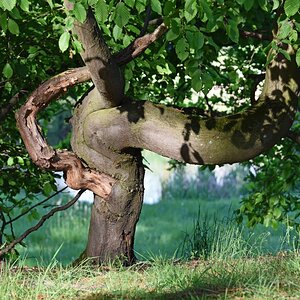 baum_ehrenfriedhof.jpg
