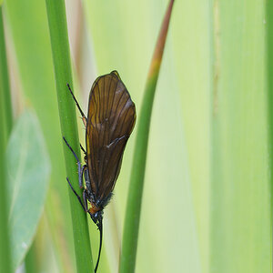 N5180926nikon.jpg