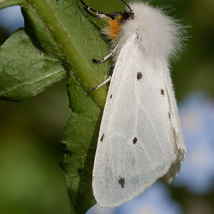 N5191014nikon.jpg
