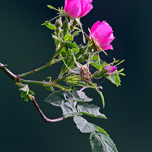 Wildrose_Z9D_7272_11.jpg