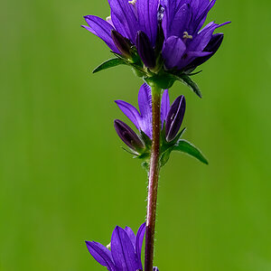 Knäuel-Glockenblume.jpg